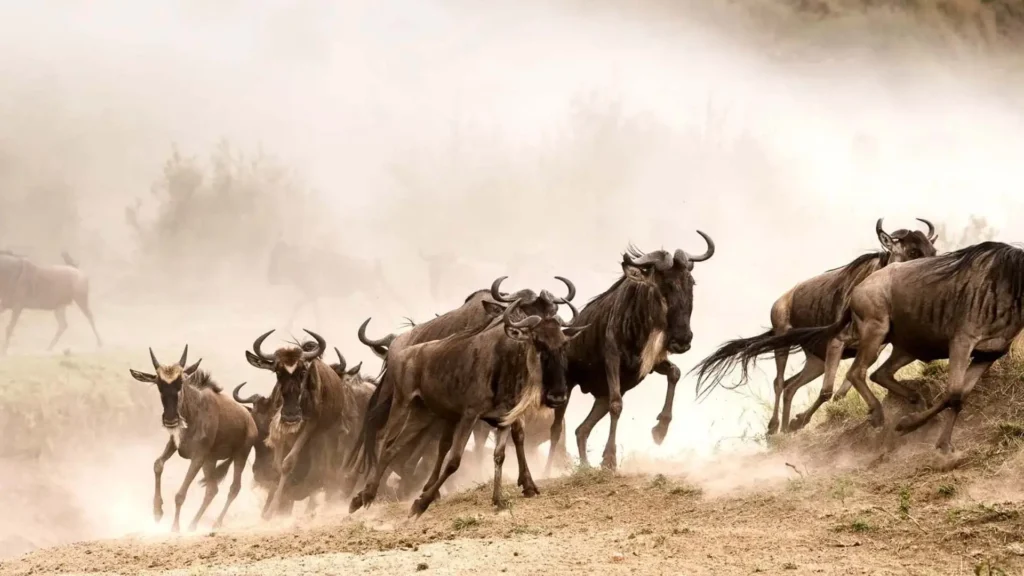 Serengeti National Park safari view with wildebeest on the plains